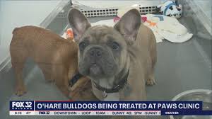 National french bulldog rescue groups: French Bulldogs Found In Squalor At O Hare Being Treated At Paws Clinic