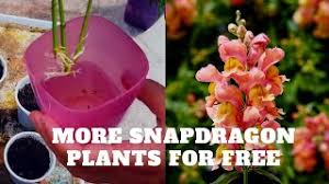 Snapdragon (antirrhinum majus) flowers add a touch of whimsy to annual and perennial flower beds. Success Rooting Snapdragon Stem Cuttings Planting Snapdragon And Fuchsia Plants In A Container Youtube