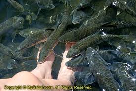 Fish spa & massage session. Fish Massage Mysabah Com