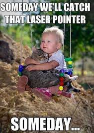 Someday Cute Memes Animals Cat Cats Adorable Kid Animal Kittens Pets Meme Kitten Funny Animals Funny Kittens Funny Funny Baby Pictures Funny Videos For Kids
