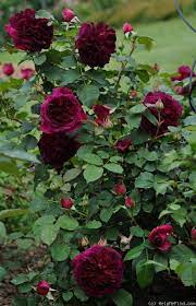 Rose 'munstead wood®' jetzt im onlineshop bestellen! Munstead Wood Rose Photo David Austin Roses Austin Rose English Roses