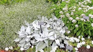 See full list on thespruce.com Senecio Candicans Angel Wings Angel Wings Senecio North Carolina Extension Gardener Plant Toolbox