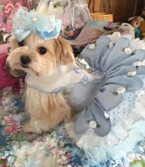Pin Em Dog Clothes