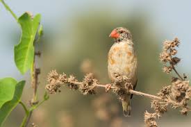 Red Billed Quelea Quelea Quelea Changing Plumage Goruntuler Ile