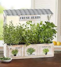 Herb Garden Trio In 2021 Herb Garden Herb Garden In Kitchen Plants