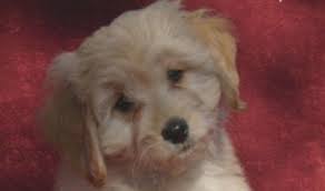 See more of tiny paws mini goldendoodles of texas on facebook. Breeders Texas