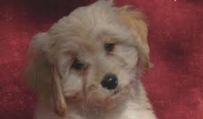 Goldendoodle puppies and irish doodle puppies by mckenzies doodles, a breeder of f1b english f1, f1b facts. Breeders Texas