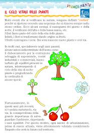 Ciclo Vitale Biologico Delle Piante Scienza Per Bambini Scienza Lezioni Di Scienze