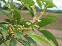 Image result for Flemingia