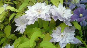 Check spelling or type a new query. Celebration Clematis Evergreen Wales