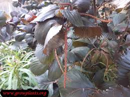 Image result for Acalypha allenii