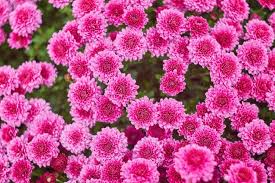 Today, it works equally well for sending flowers to men, women, and anyone else. Beautiful Meaning And Symbolism Of Chrysanthemum Flower And Color Florgeous