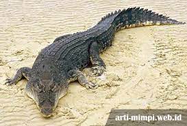 Maybe you would like to learn more about one of these? Arti Mimpi Dikejar Buaya Adalah Pertanda Buruk Ini Ulasannya