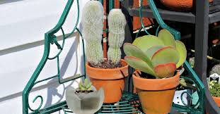 That's why it is so important to water correctly and to make sure your old man dries out properly after a shampoo. Old Man Cactus Growing Tips For Cephaocereus Senilis