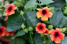Image result for Thunbergia kirkiana