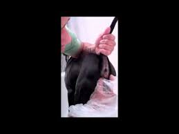 Expressing My Dogs Anal Glands Youtube