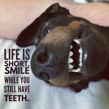 Pin By Gayle Reid On Dachshund Quotes Dachshund Quotes Funny Dachshund Dachshund Love