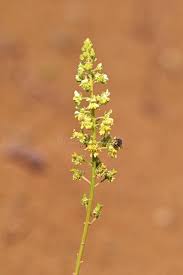 Image result for Resedaceae