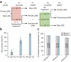 Sex Determination By The Z Chromosome A A Schematic Flow