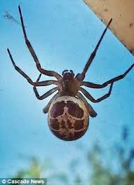 Black And White Spider Texas Poisonous Pin By Dar On Spiders Webs Poisonous Spiders Spider Arachnids Spiders