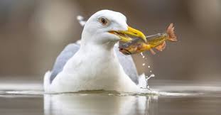 Image result for seagull