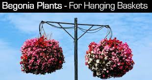 Begonia Hanging Baskets Growing And Care Of Hanging Begonias