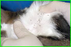 Beli kucing persia medium dengan harga terjangkau murahnya. Cara Menghilangkan Kutu Kucing Di Rumah Dengan Cepat Daftarhewan Com Kucing Persia Kucing Kucing Anjing