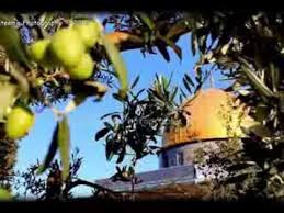 علا زيتون الخلة من أغاني التراث الفلسطيني palestine pictures