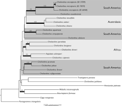 Image result for Cheilanthes schimperi
