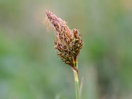 Image result for Carex chlorosaccus