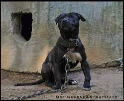 Mbk S Garner S Haystack Pitbull Dog American Pitbull Terrier Apbt Pitbull Pit Bull Puppy Adba Rednose Rednose Puppy Apbt Animals Pinte
