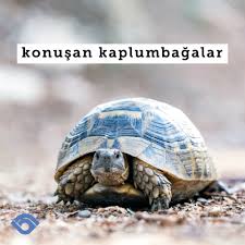 Sizce Kaplumbagalar Konusabilirler Mi Cevabi Tahmin Ettiginizden De Sasirtici Ogrenmek Icin Videomuzu Izleyin Bilgi Kaplumbagalar Kaplumbaga Hayvanlar