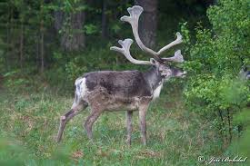 You might also be interested in coloring pages from. Image Rangifer Tarandus Fennicus Finnish Forest Reindeer Biolib Cz