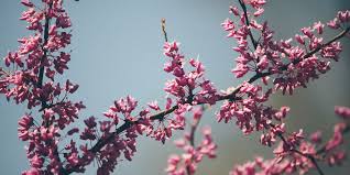 Washington, d.c., has its cherry blossom festival. What S The Best Way To Keep My Redbud Tree Healthy In Colorado Fielding Tree And Shrub Care