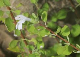 Image result for Leucas neuflizeana