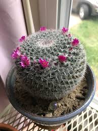 Learn more about the saguaro cactus and see pictures from the phoenix area. My Flowering Friend I Think It S Called A Barrel Cactus Cactus