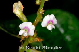 Image result for Neonotonia wightii