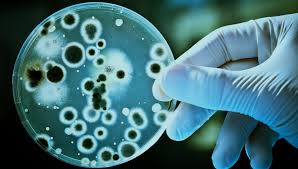 National institute of biotechnology (nib)(bengali: Biotechnology Career Jobs Salary Courses Colleges In India