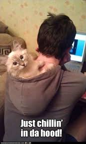 Try Not To Laugh Challenge Funny Cats And Dogs Try Not To Laugh Challenge Funny Animal Cats And Dogs Fails Compilation Funny Animal Pictures Funny Animals Funny Cats