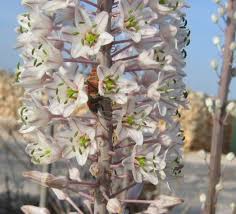 Image result for Drimia calcarata