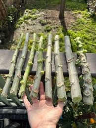 Image result for Vasconcellea pubescens