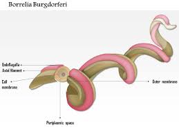 Burgdorferi shown to cause lyme disease in north america. 0714 Borrelia Burgdorferi Medical Images For Powerpoint Powerpoint Slide Templates Download Ppt Background Template Presentation Slides Images