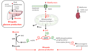 They're used in combination with diet and exercise. Metformin Tusom Pharmwiki