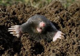 Get Rid Of Moles Traps Poison And Repellent Mole Garden Pest Control