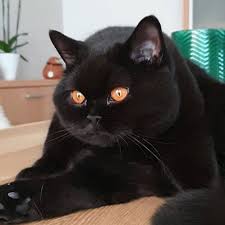 Check spelling or type a new query. British Shorthair Colours Full Guide My British Shorthair
