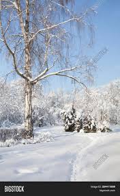 Stream snowy birch trees (thomas löffke) by folkusionist from desktop or your mobile device. Big Birch Tree Snow Image Photo Free Trial Bigstock