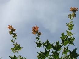 Image result for Deinbollia kilimandscharica