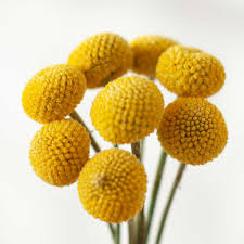 We did not find results for: Craspedia Cut Flower On Thursd