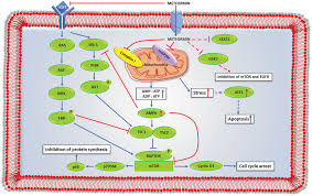 It has been shown that this compound ameliorates hyperglycemia convincing data place energy metabolism at the center of metformin's mechanism of action in treating diabetes, which may also be of importance in. The Role Of An Anti Diabetic Drug Metformin In The Treatment Of Endocrine Tumors In Journal Of Molecular Endocrinology Volume 63 Issue 2 2019