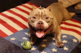 Maybe you would like to learn more about one of these? Venom The 500 000 American Bully Terez Owens 1 Sports Gossip Blog In The World